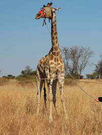 Devna Arora - Giraffe blindfolded